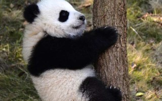 成都租车价格表大揭秘！商务车一天到底要花多少钱？别被*了！