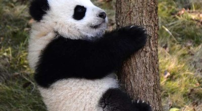 成都景区直通车，是国家队还是民间队？一次给你讲透！