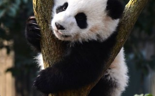 成都开会租车，临时抱佛脚行不行？老司机给你说点大实话