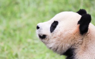 成都开会顺便耍？这份租车避*指南能让你省出两顿火锅钱！