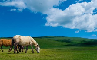 成都耍法新姿势，租辆车，把市区景点串成你的独家路线！