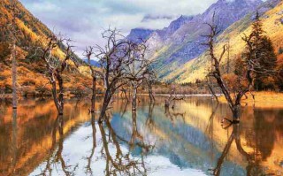 成都租大巴车公司哪家好？老司机带你避*选对车！