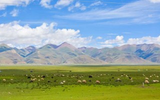 成都双流机场接送机，8人同行怎么安排更划算？我试了这几种方案