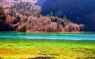 成都景区直通车乘坐全攻略，别让交通耽误了你的巴适旅行！