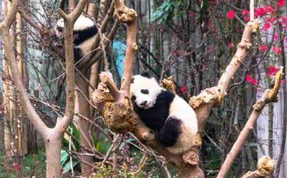 别自驾了！成都到理县，这趟懒人直通车让我彻底躺平了