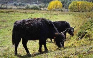 成都租车代驾，一个电话背后的真实体验，别只问号码，这些*我替你踩过了