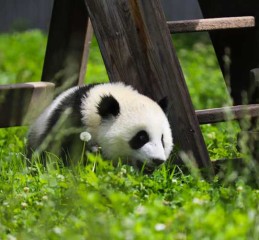 成都机场接送，这份在路上的工作，比你想象中更精彩