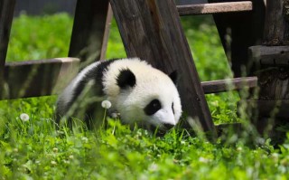 成都租车免押金？我试了5个平台，这款商务车让我彻底放弃押金焦虑！