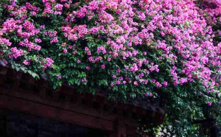 成都租大巴车攻略，这些靠谱渠道和隐藏细节，让你组队出游不踩*